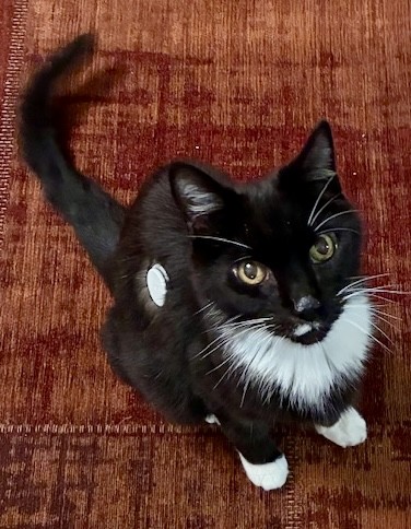 Clyde the cat trials new diabetes treatment.